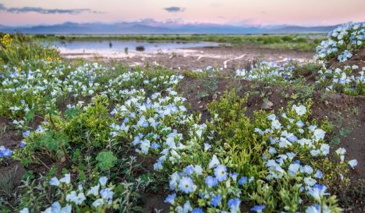 Flowers in the Atacama desert with water in the background 